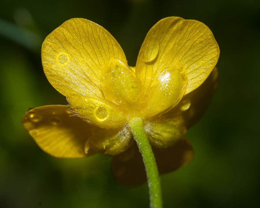 Ranunculus autunnale